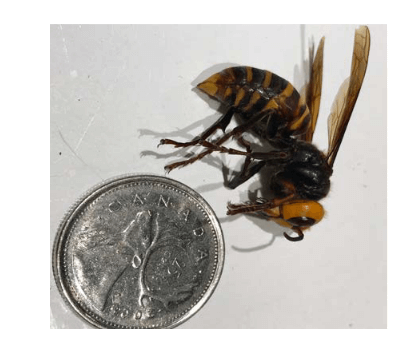 Asian Hornet photo by BC Ministry of Agriculture