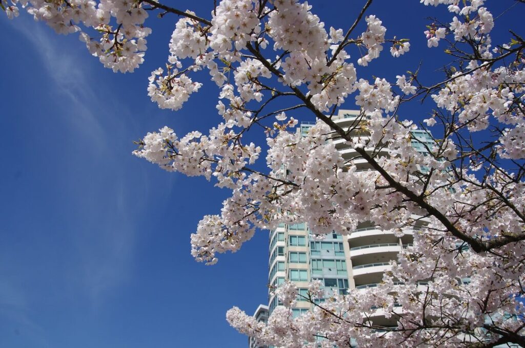 日系文化センター・博物館周辺は桜が多い　© The Vancouver Shinpo