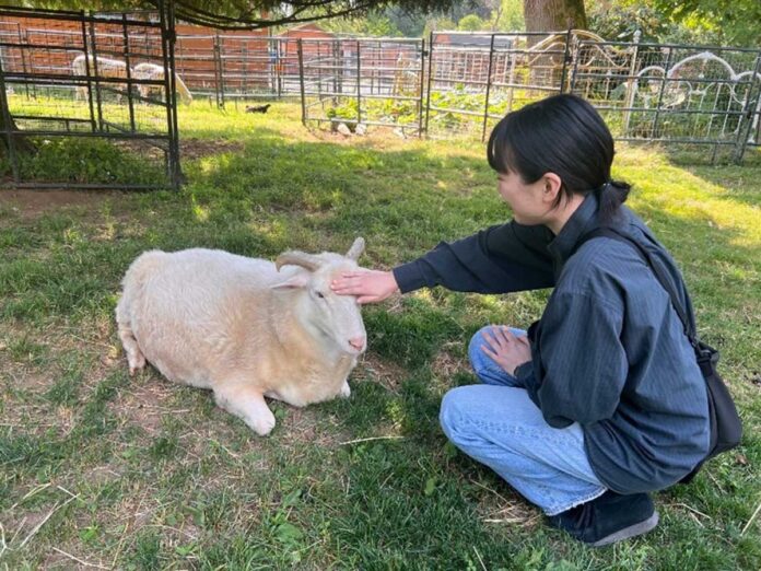 筆者もヤギに触れさせてもらった。動物たちは落ち着いていて、健康的な毛並みをしていた。2023年7月8日、BC州ラングレー市、The Happy Herd Farm Sanctuary。Photo by ©Koichi Saito