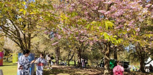 満開の八重桜と浴衣レンタルを楽しむ来場者。2024年4月14日、バンクーバー市。 Photo by Ayaka Furuakawa/Japan Canada Today