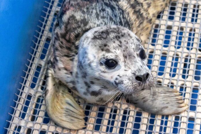バンクーバー水族館・海洋哺乳類救助協会に救助され、ネルソンと名付けられたアザラシの赤ちゃん。Photo provided by Vancouver Aquarium Website
