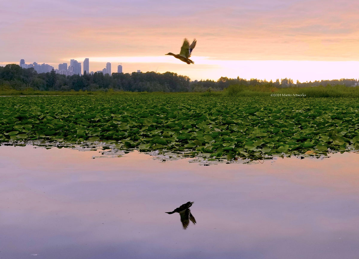 「Sunset in Burnaby BC - Mallard Duck」Manto Artworks