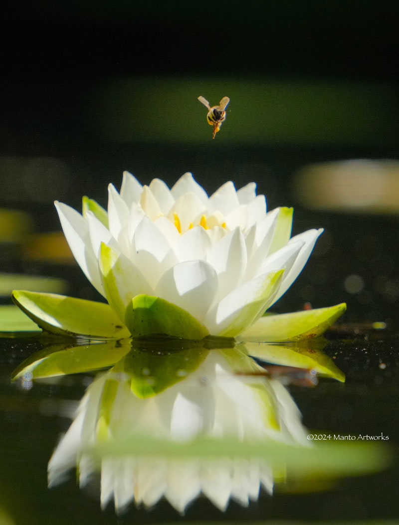 「Sunny in Vancouver - Bee & White Water Lily」Manto Artworks