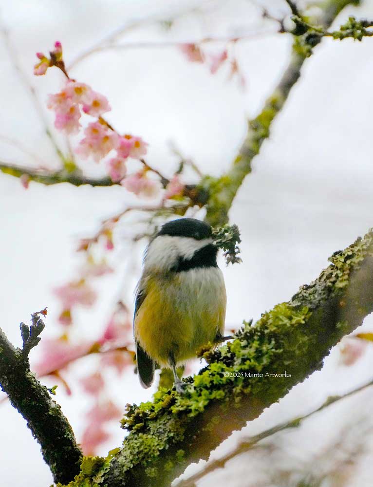 「capped chickadee and Plum Flower」Manto Artworks